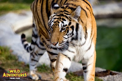 Photos of Wild Adventures Theme Park