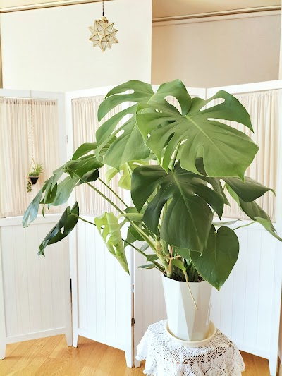 リラクゼーション みどり