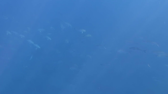 Opinii despre FunDive Platanias - Dive Center (SSI) | Shop 2 în Χανιά - Πλυντήριο αυτοκινήτου