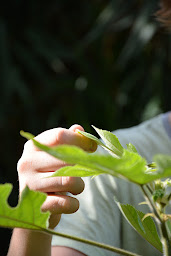 Photo n°9 de ISOFACULTE - CHEVAL NATURE SANTE à Mazan (Université)