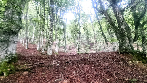 Foresta di Fossa Cupa - Thumbnail