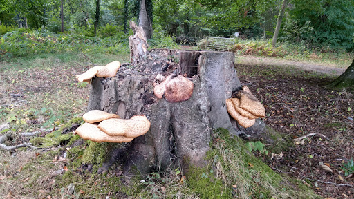 Herringfleet Scout Campsite - Thumbnail