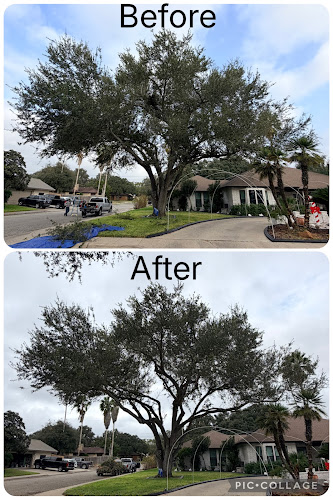 True Arbor Tree Experts
