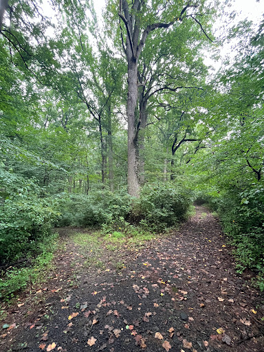 Chandler Woods - Visual