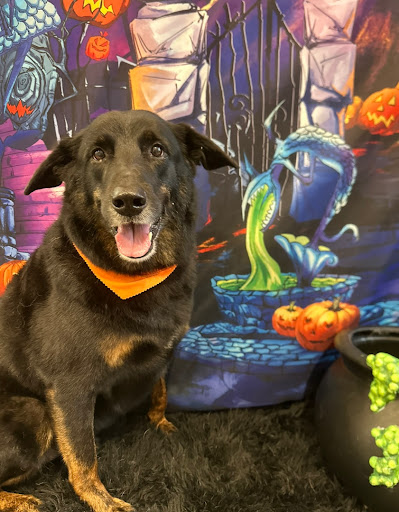 Pampered Pooch Grooming & Boutique - Thumbnail