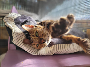 Photo n°13 de Rêve de chat. Pension pour chats. Garde de chats à Dardilly (Garde d'animaux de compagnie)