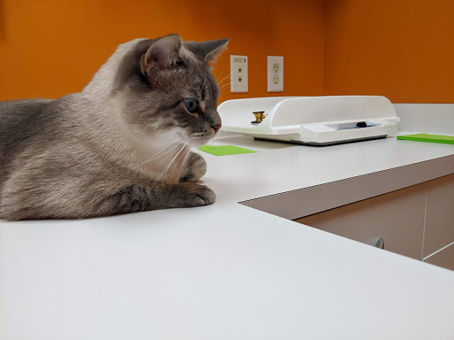 City Cat Clinic & Condos