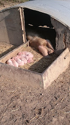 Photo n°3 de Ferme de l’Hirondelle à Guignen (Éleveur)