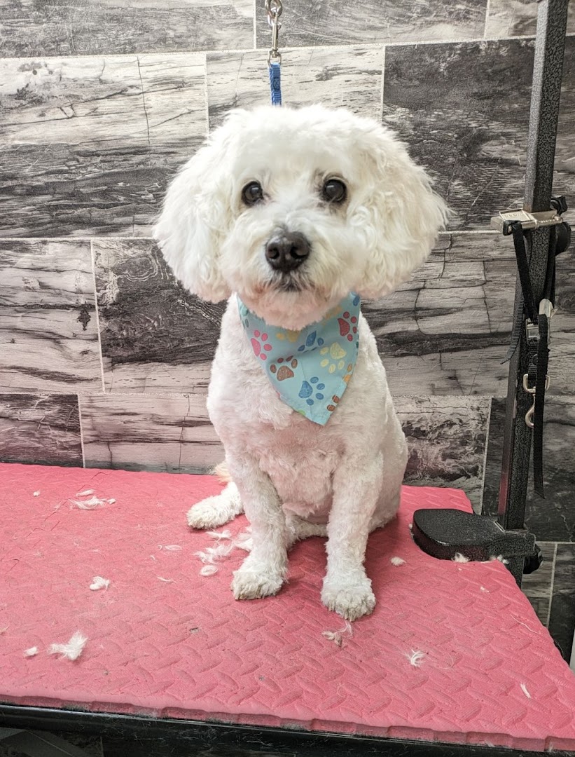Dogs Gone Dapper