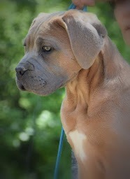 Photo n°6 de Règne de Malaudrea à Saint-Julien-de-Peyrolas (Éleveur de chiens)