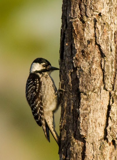 Photos of Three Lakes Wildlife Management Area