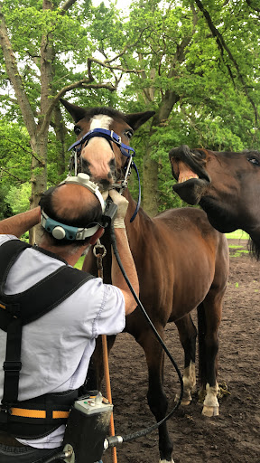 Nicolas keriven Technicien dentaire equin - Thumbnail