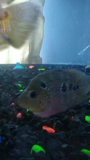 Acuario Don Cangrejo Gallery - Mexico