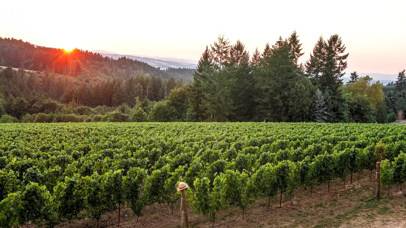 Nemarniki Vineyard & Winery