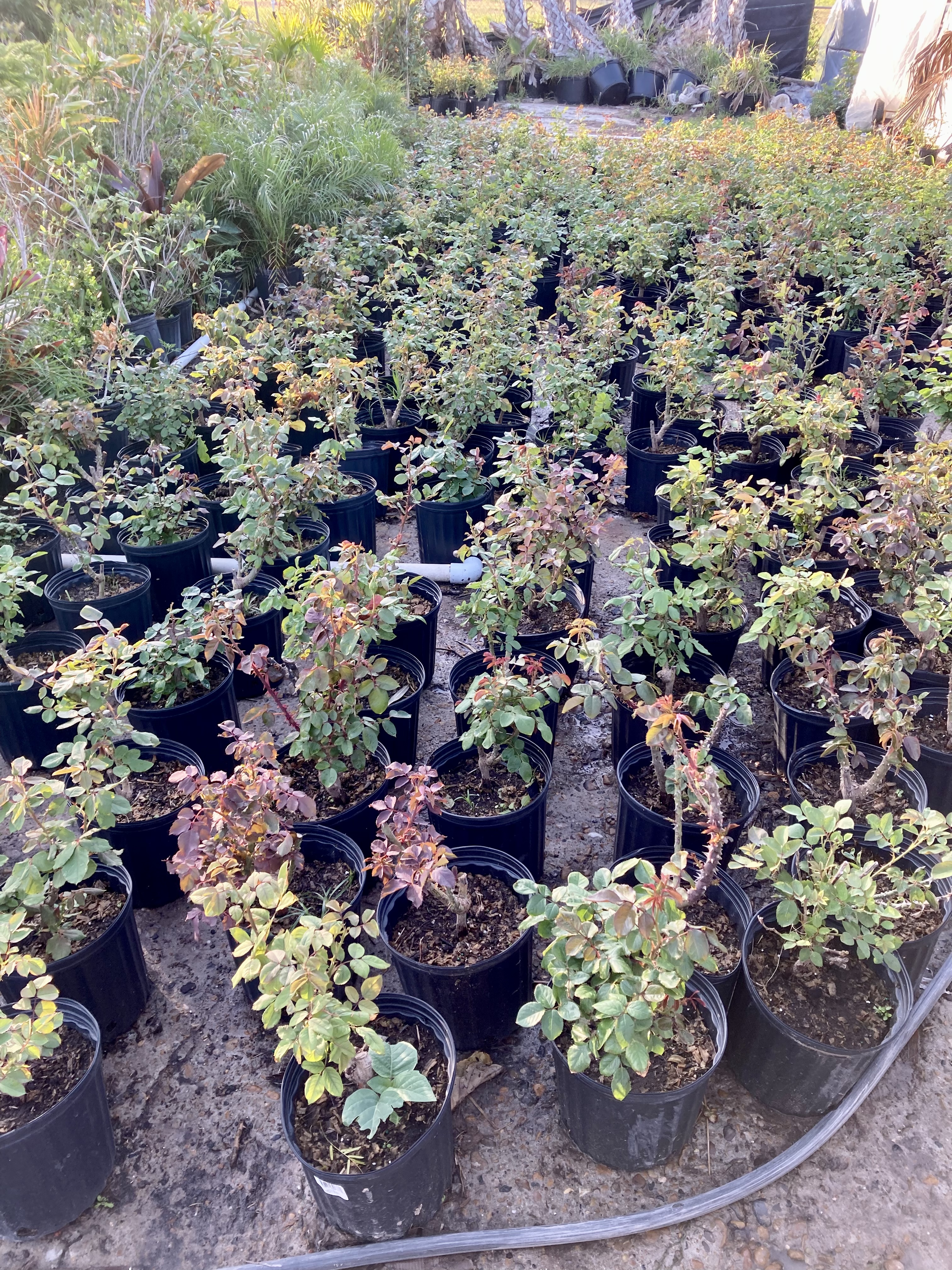 Country Farm Nursery