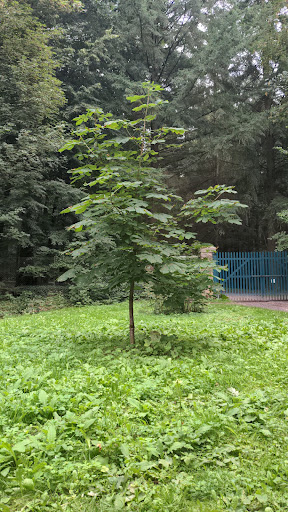 Agnes‘ Baum - Visual