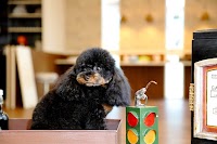 ドッグランド ベティ