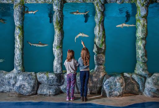 Blue Zoo Aquarium Oklahoma City - Thumbnail