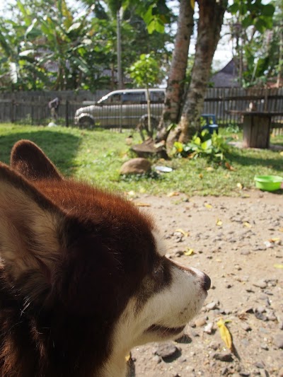 Photos of Sumatran Tiger Resort