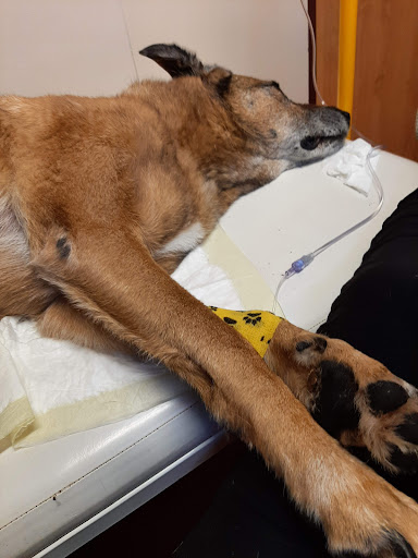 Veterinární Ambulance A Klinika Růžodol-nepřetržitá Služba - Thumbnail