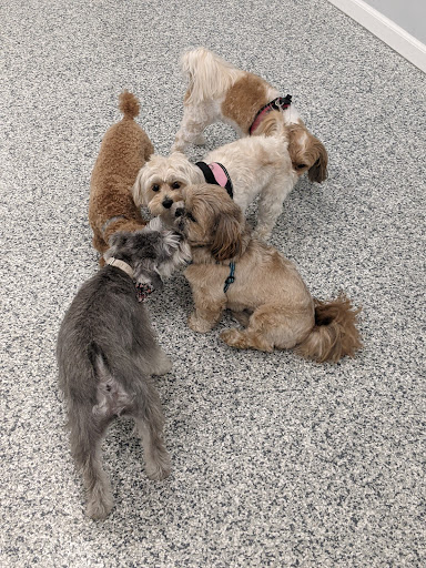 Indoor Zoomies indoor dog park - Thumbnail