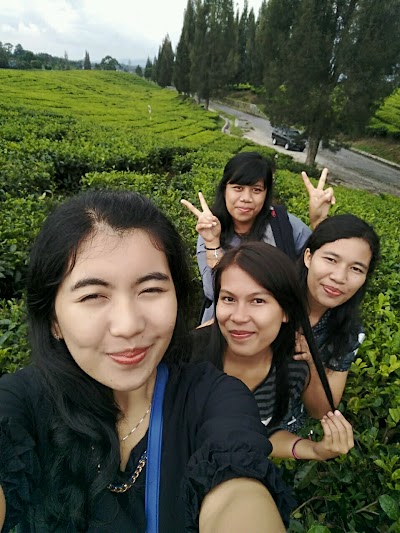 Photos of Tea Gardens Bah Butong Sidamanik