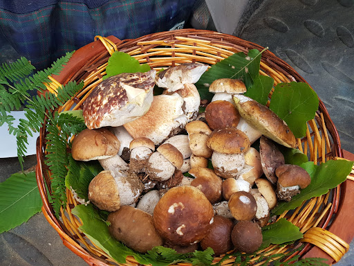 MURIALDO FUNGHI - Visual