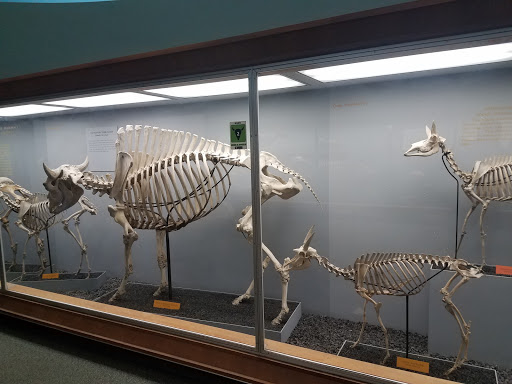 Smithsonian Libraries - Visual