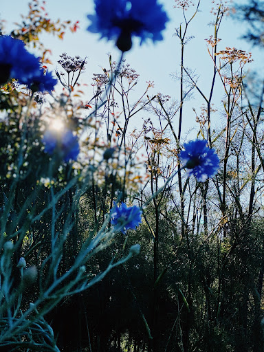 Fabled Flora - Visual