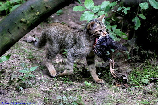Europäische Wildkatze - Thumbnail