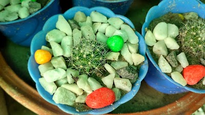 Photos of Lake City Concord Nursery