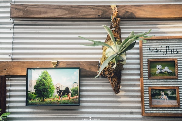 拍告小室 Pigao pet space 寵物攝影｜毛孩選品