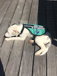 Photo n°18 de Cercle Canin De L'entre 2 Mers à Tabanac (Centre de formation)