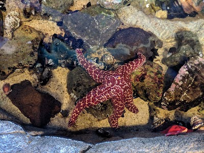 Roundhouse Aquarium