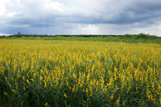 UF/IFAS Tropical Research and Education Center (TREC) - Thumbnail
