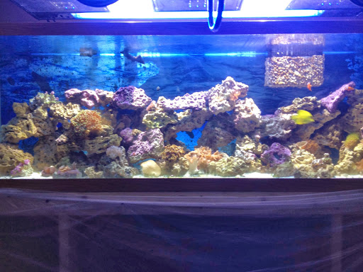 Hooked On Reefs - Visual