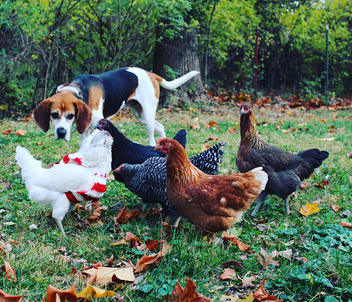 The Easy Chicken - Thumbnail
