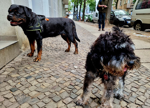 Bones for Dogs - Visual