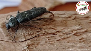 Photo n°8 de Langon Termites Charpente Bois Mérule à Langon (Service d'extermination des nuisibles)