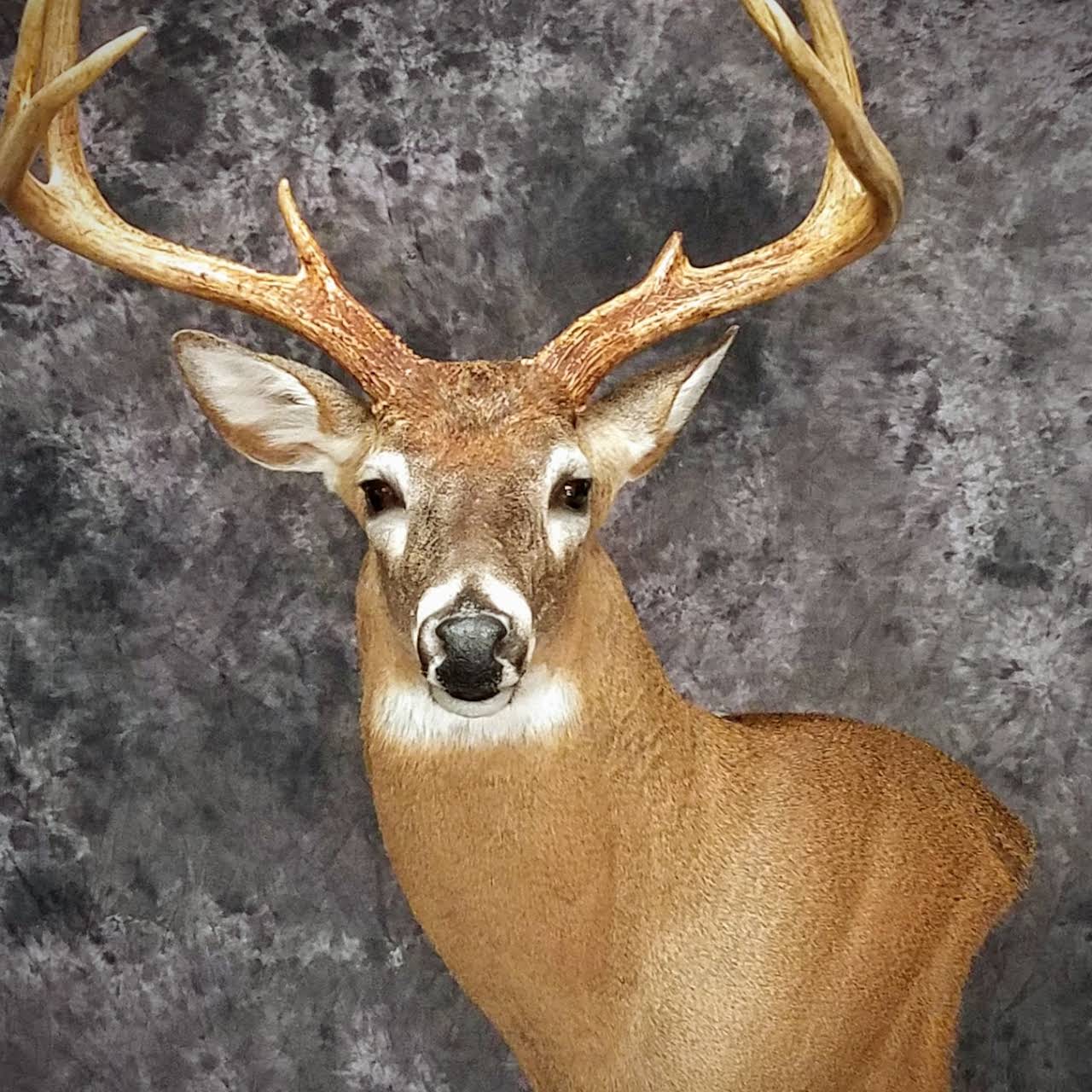 Tree Top Taxidermy Taxidermist in Dacula