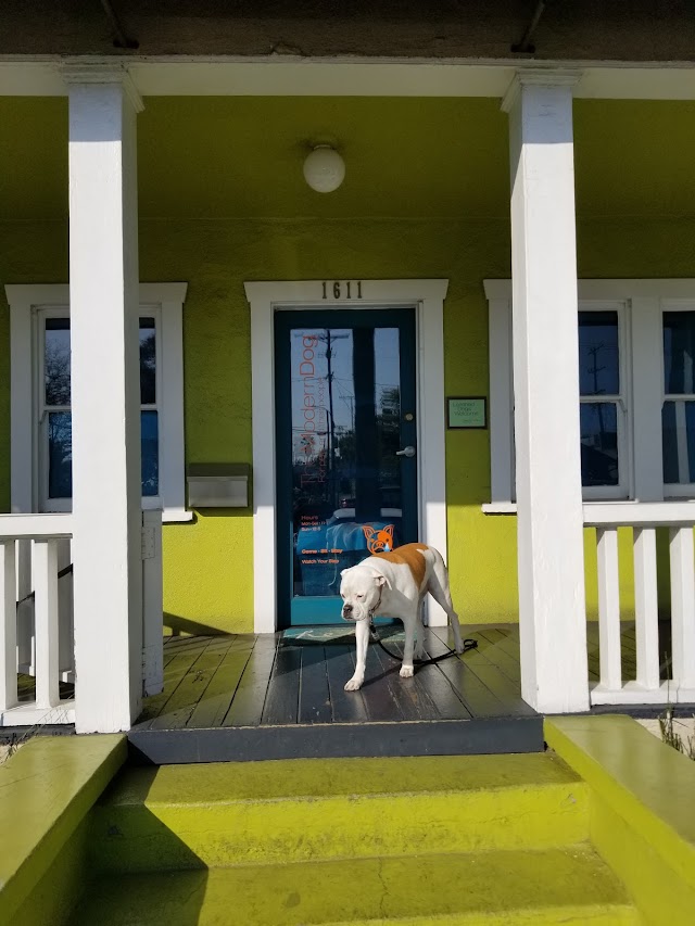 Modern Dog