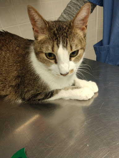 MARS Veterinary Services - Visual
