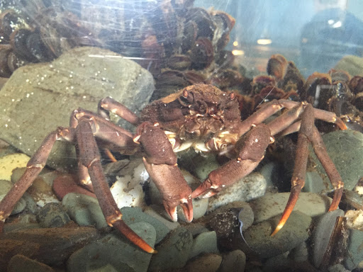 Petty Harbour Mini Aquarium - Thumbnail
