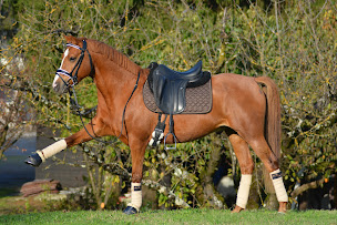 Photo n°4 de Sellerie Marceau - Boutique en ligne à Roinville (Magasin d'articles de sports)