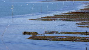 Photo n°71 de Camping De Brouel - Ambon à Ambon (Terrain de camping)
