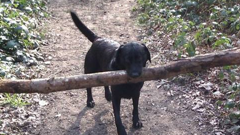 Happy Tails Dunmow Ltd - Thumbnail