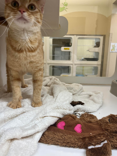 Galveston County Animal Services - Thumbnail
