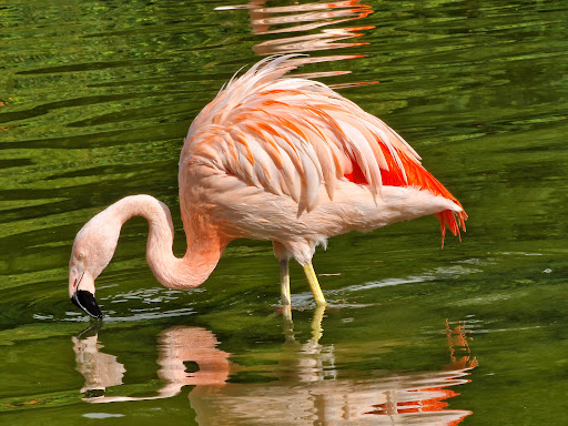 Flamingoteich (Westfalenpark) - Thumbnail