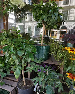 Bloomster Stockholm by null