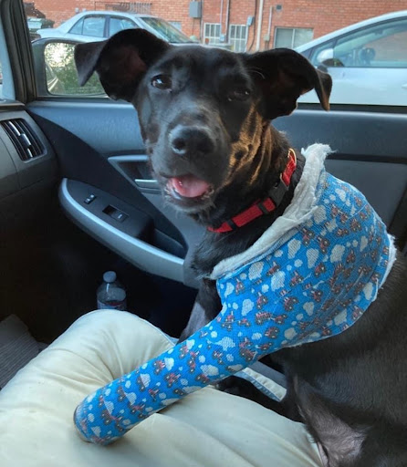 Veterinary Orthopedic Center - Thumbnail